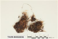 藏品(曲尾苔科)的圖片